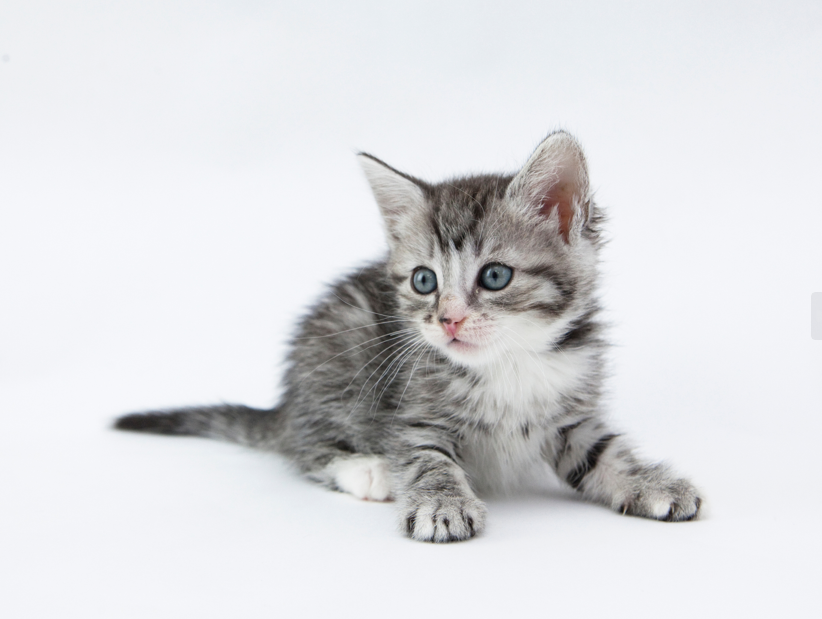 A kitten photo